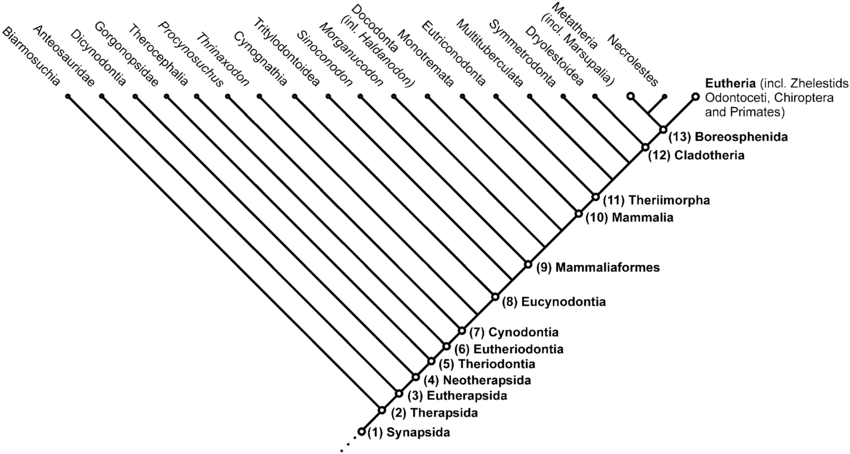 Cladograma simplificado das linhagens sinapsídeos