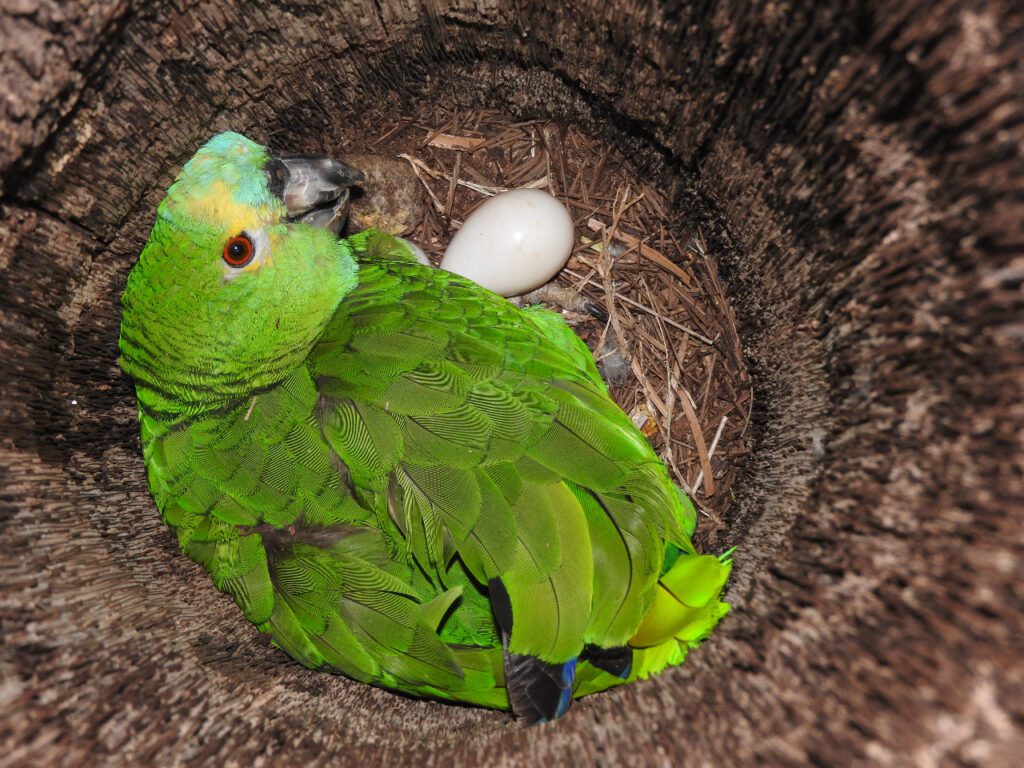 Papagaio com ovo em um ninho