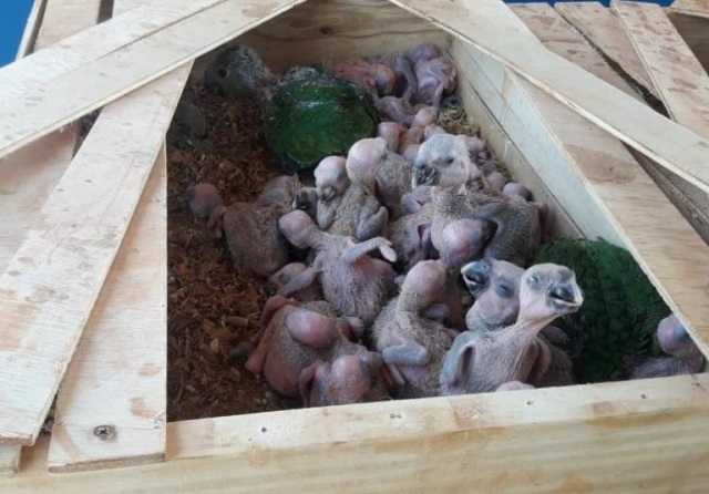caixote de madeira com filhotes de papagaio