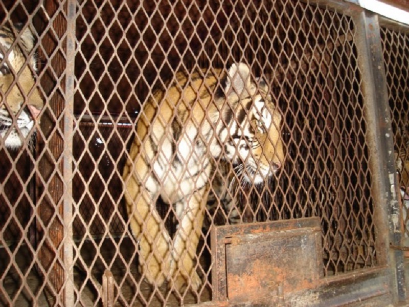 Tigres em jaulas