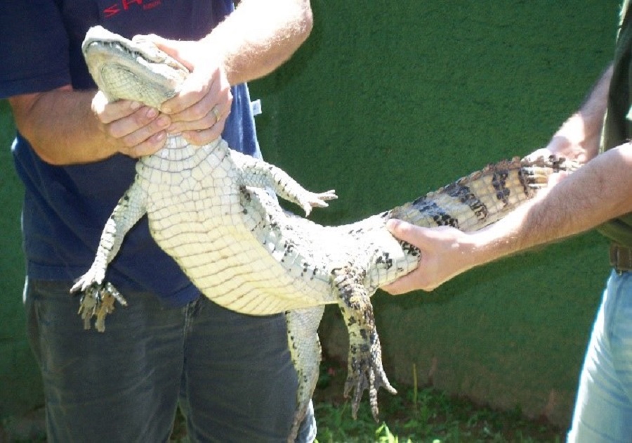ois homens segurando um jacaré