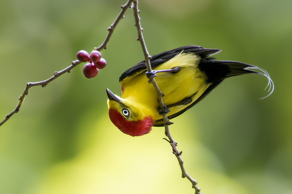 Unveiling Radiant Feathers: Discovering the Mesmerizing Color Combination of the Rabo-de-arame Bird