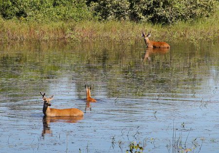 Tr~es cervos-do-pantanal em área alagada