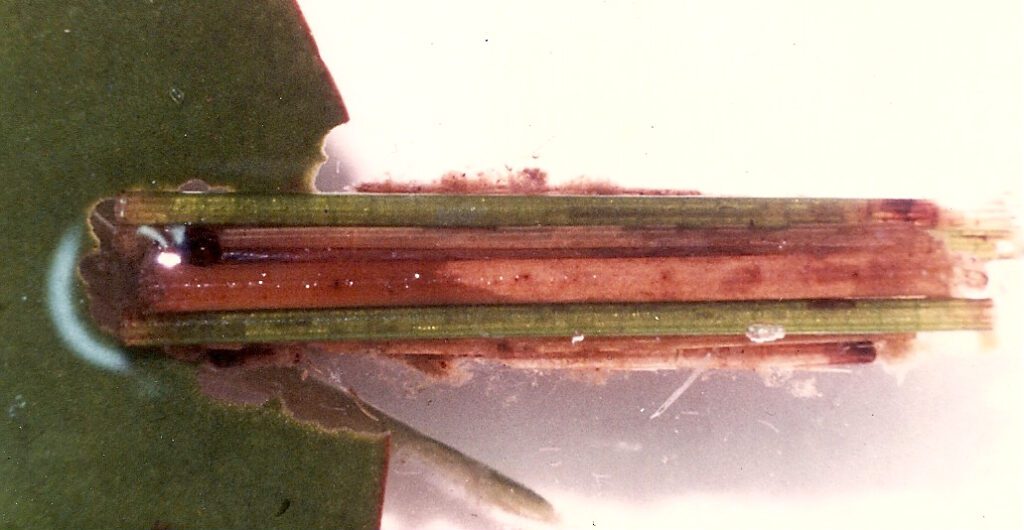 Casulo larval em fundo branco