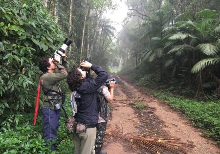 Observadores de ave olhando para o alto com bonóculo e máquinsa fotográficas em floresta