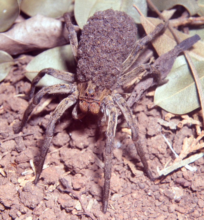 Aranha fêmea com filhotes nas costas