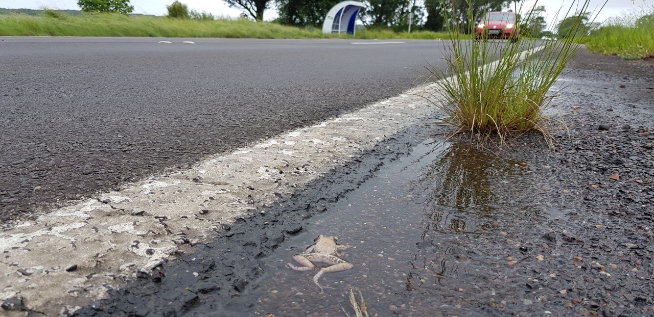Sapo atropelado em acostamento de estrada
