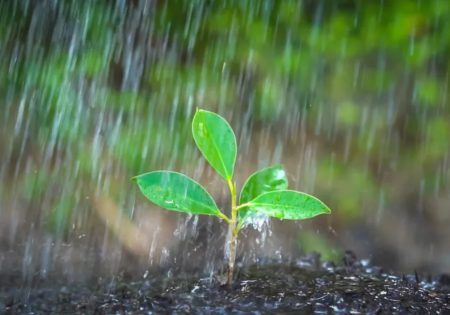 Chuva sobre uma planta brotando na terra