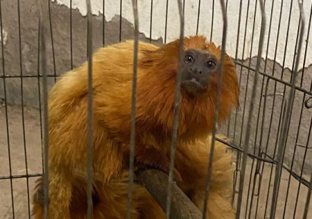 Mico-leão-dourado em gaiola