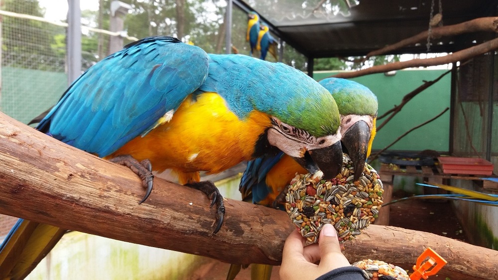 Duas araras comendo uma espécie de bolacha feita somente de grãos