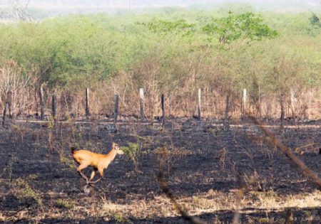 Cervo em fuga sobre vegetação queimada