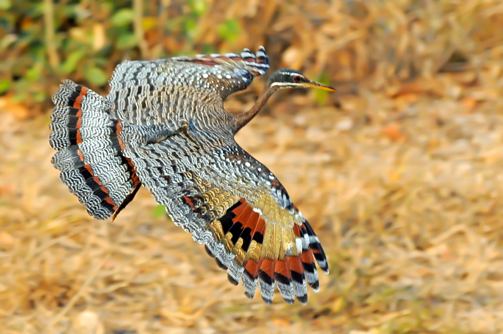 pavãozinho do pará voando