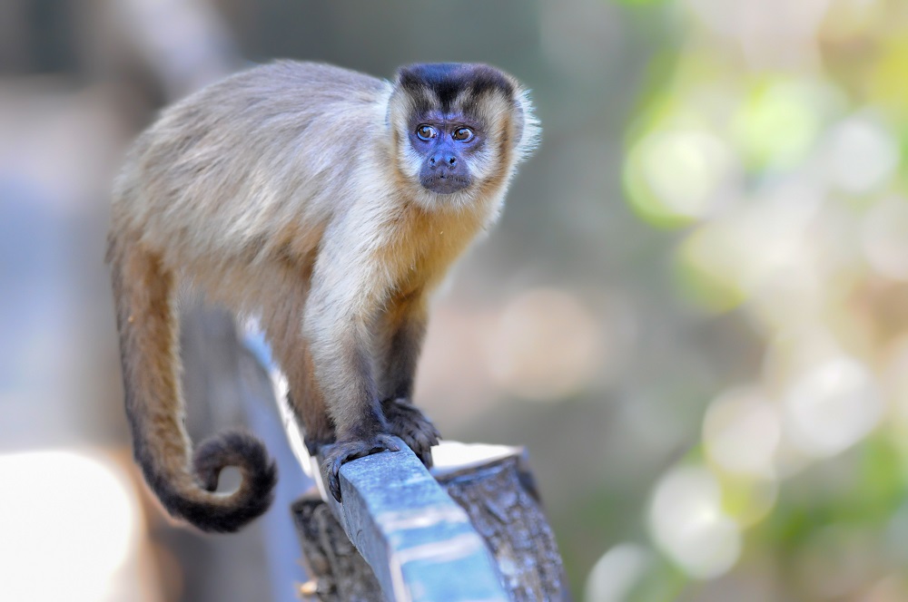 Macaco-prego em corrimão de trilha
