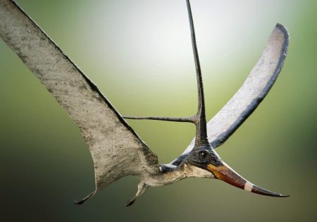 Imagem do pterossauro brasileiro