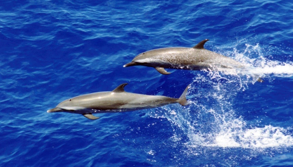 golfinho-pintado-pantropical nadando