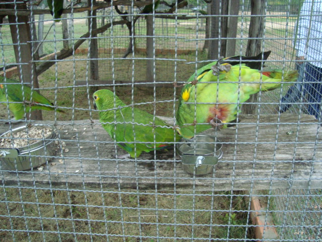 Três papagaios em um viveiro. Um deles tem uma mancha roxa na barriga