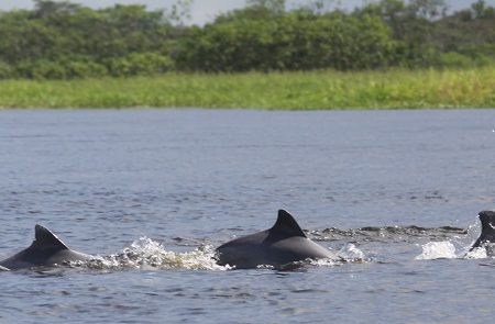 Grupo de tucuxi nadando em rio