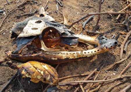 Cránio de animal queimado. Só restaram os ossos