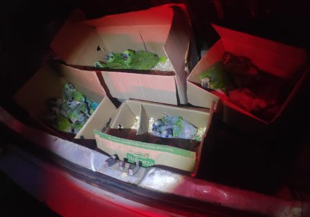 Papagaios em caixas de papelão no porta-malas de carro sendo iluminados por lanterna