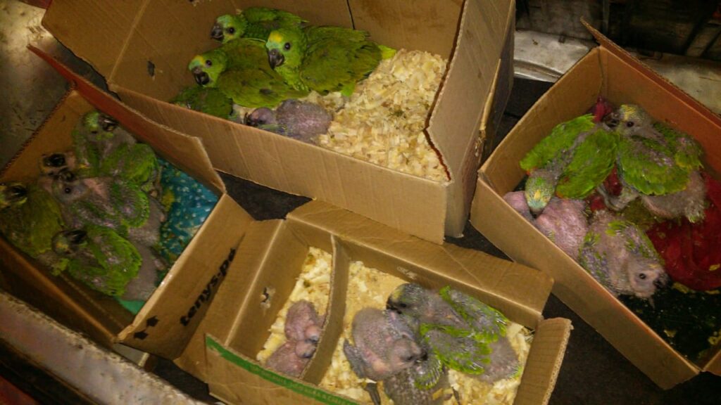 papagaios em caixas de papelão