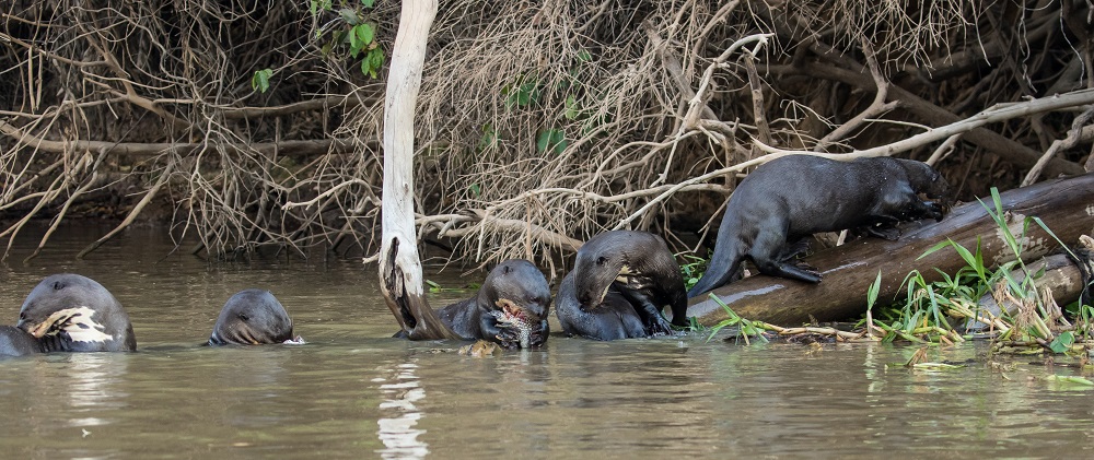 Sobrevivência na Amazônia