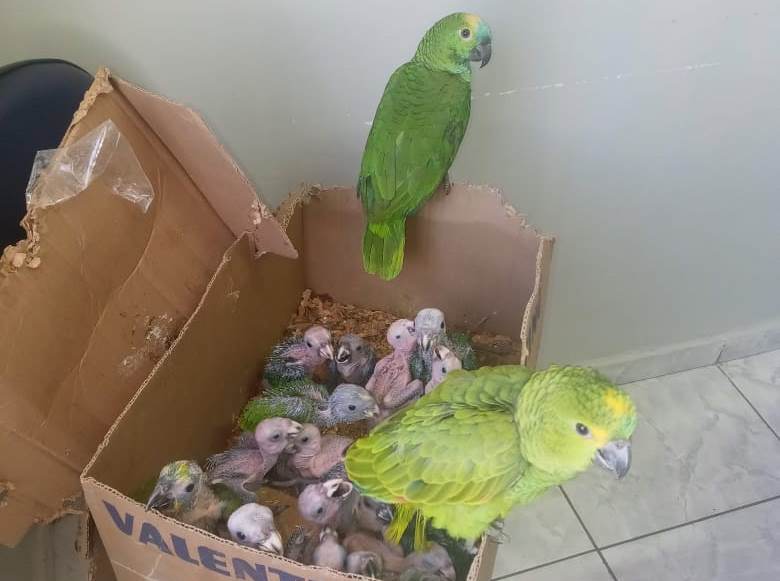 Filhotes de papagaio ainda sem penas em caixa de papelão