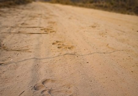 Marcas de patas de nça-pintada em estrada de terra