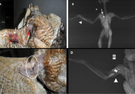 Fotos e radiografias de gaviões feridos por tiros de armas de pressão