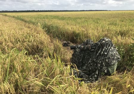 Fotógrafos debaixo de tecido camuflado em arrozal