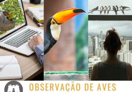 Composição de 3 fotos: uma com pessoa vendo ave pelo computador, outr de um tucano (ao centro) e a da direito de uma pessoa em uma janela