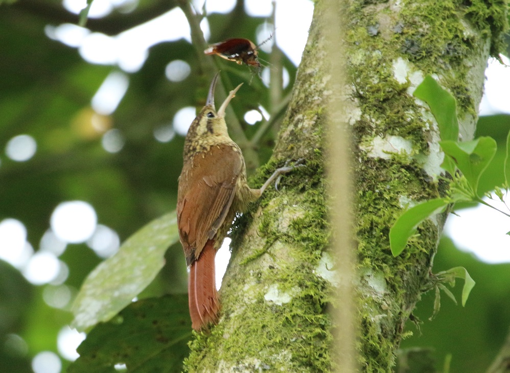 Pássaro marrom em tronco de árvore tentando comer inseto que está voando