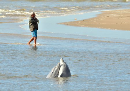 Homem andando na praia ao lado de dois botos que estão com a cabeça fora da água