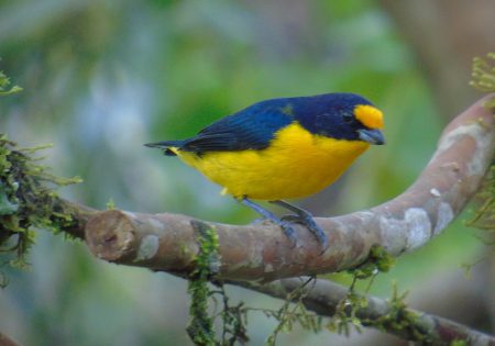 pássaro azul com barriga amarela em galho