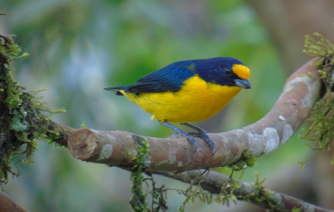 pássaro azul com barriga amarela em galho