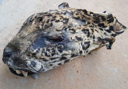 Cabeça de onça em chão de terra