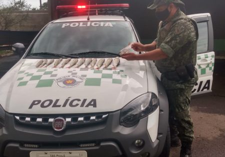 Policial medindo peixes que estão no capô da viatura