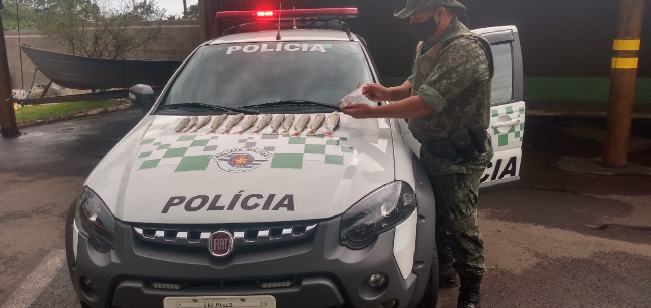 Policial medindo peixes que estão no capô da viatura