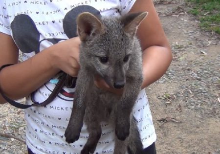 Filhote de cachorro-do-mato nas mãos de uma criança