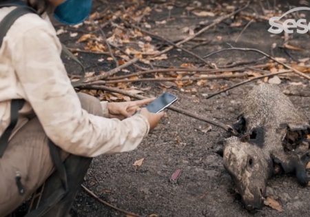 Pesquisador fotografando animal morto