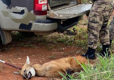 Lobo-guará deitado ao lado de viatura da PM