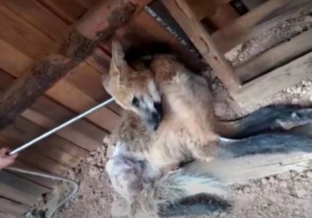 Lobo-guará deitado em chá de terra com laço no pescoço sendo capturado