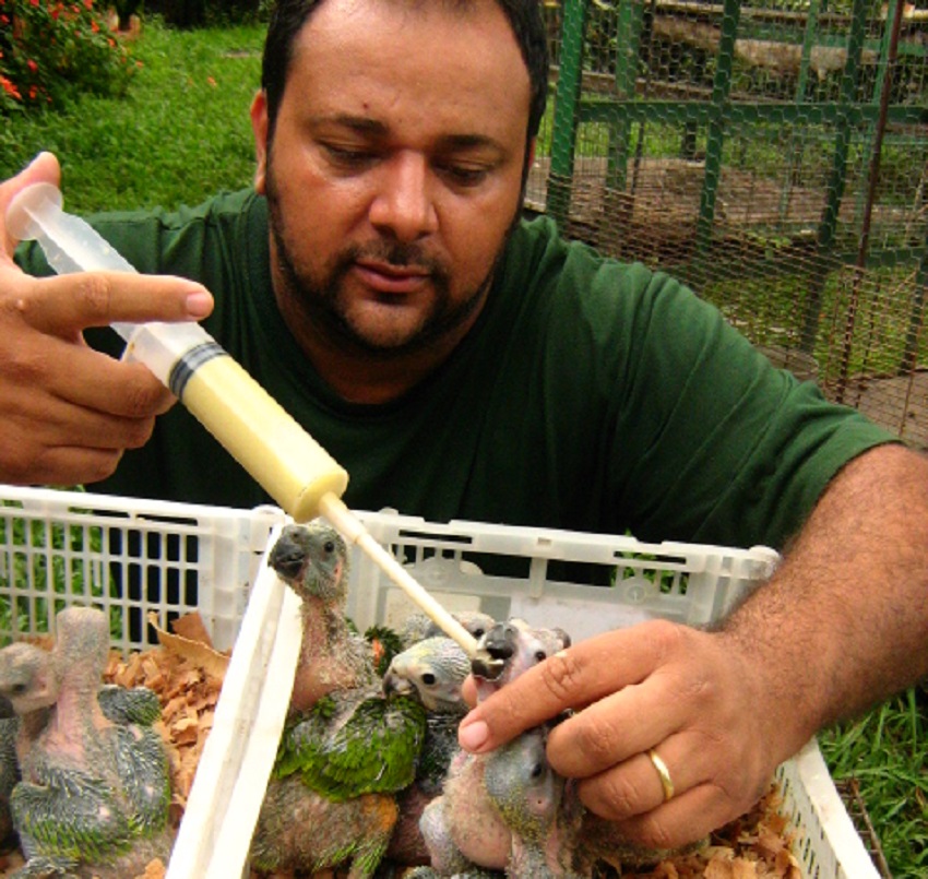 Marinho dando alimento por seringa para filhote de papagaio