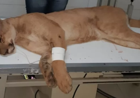 onça deitada em mesa de veterinário