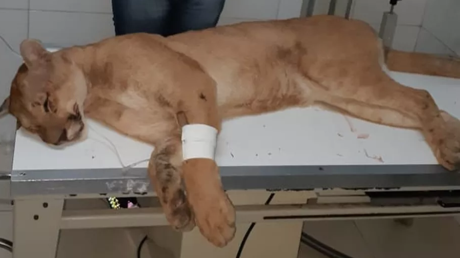 onça deitada em mesa de veterinário