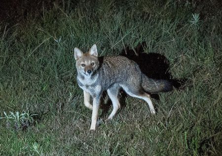 Raposinha em gramado de noite