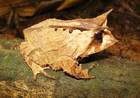 Sapo-folha sobre pedaço de madeira