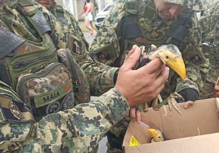 Filhote de tucano nas mãos de policial