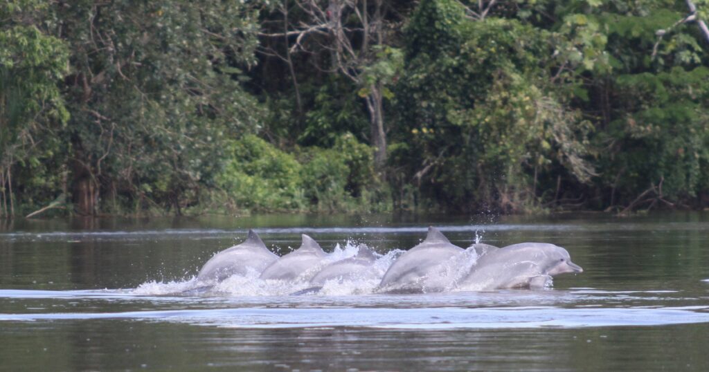 Grupo de tucuxis nadando lado a lado em rio