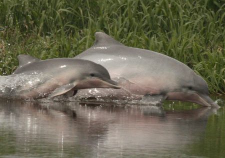 Fêmea tucuxi nadando ao lado de seu filhote em rio