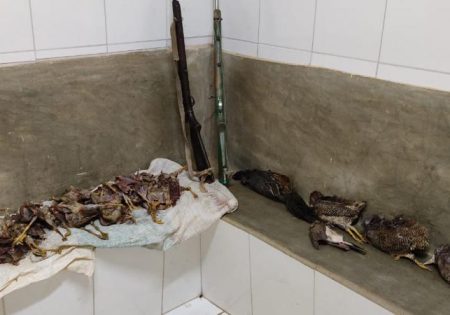 Animais mortos e armas em banco de concreto